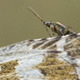 Pyrgus serratulae